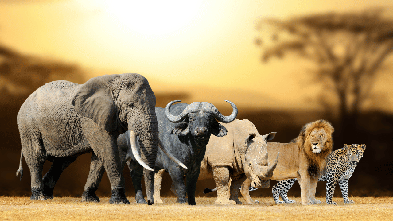 Hwange elephants