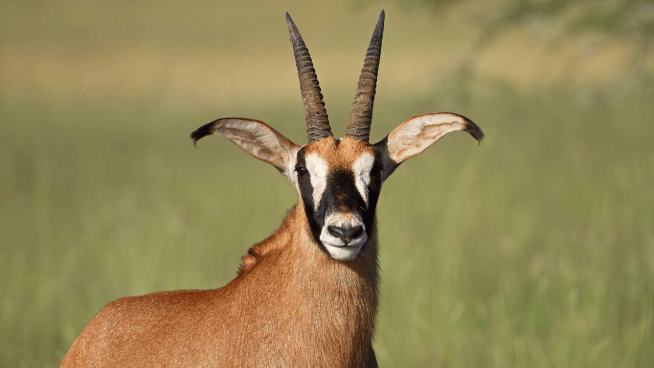 Antelope Park